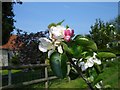 Bramley blossom near Norton church