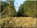 Woodland above Muirlands Farm