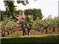 Orchard pollinators