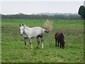 Newenden-Hill House-horses.