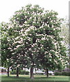 Horse chestnut tree in flower, North Acton Recreation Ground