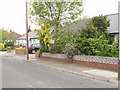 Spring foliage and laburnum, Lowfield Road, North Acton