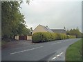 Neatly manicured hedge