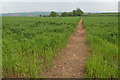 Footpath to Hayne Barton