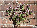 Red dead nettle