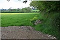 Field of Clover