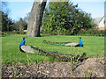 Peacocks on the lawn at Thoresby Hall