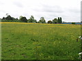 TQ0362 : Meadow with buttercups, Hall's Farm, near Woodham by David Hawgood