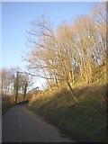 SU9346 : Leaning trees, Shackleford by Humphrey Bolton