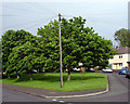 Looking up Francombe Grove, Manor Farm