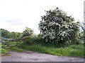 Hawthorn in May, Drake Street Welland