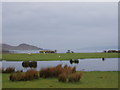 NG7407 : Sheep grazing at Inverguseran by Sheila Russell