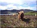 NC4757 : A Highland Cow by Donald H Bain
