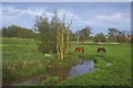 SJ8727 : River Sow at Little Bridgeford by Geoff Pick