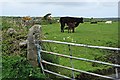 Pasture on Trannock Downs