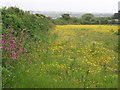 Buttercup Meadow, Packet Lane