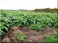 Potato field near Rinsey