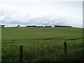 Fields of barley