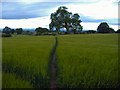 Alvanley - path through barley.