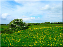 TQ6906 : Buttercups and Earthworks, Hooe Level by Simon Carey