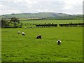 Sheep, Cairncross