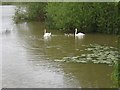 Avon Swans