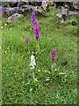 Early Purple Orchid, Horseshoe Dale