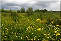 Further Meadow