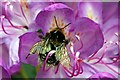 TM0327 : Bumblebee by Glyn Baker