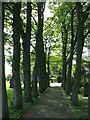 Sycamore Lined Walkway