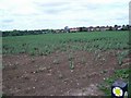 Houses beyond the fields