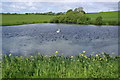 Irises and Swan