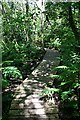 Raised Walkway in Pendarves Woods