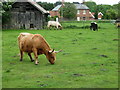 Cattle at Sudbourne