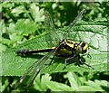 SU6079 : Club-tailed Dragonfly (Gomphus vulgatissimus) by Hugh Venables