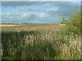 Marton Mere