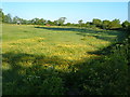 Meadow near Talaton