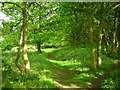 Footpath through Britton Wood