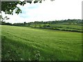 The Wind that Shakes the Barley?