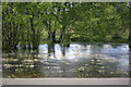 Pond beside Forest Road, Burley