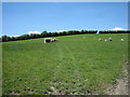 Sheep at pasture