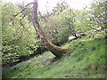 Woodland near the Birches