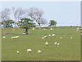 NU2127 : Sheep & Lambs by N Chadwick
