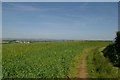 Field near Landrake