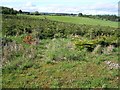 Baby Trees and Fields