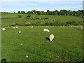 Sheep grazing near to Pentraeth