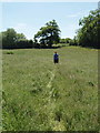 Footpath through long grass, Piddington