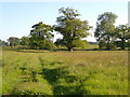 Field near Island Farm, Ottery St Mary