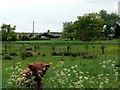 Highland Cow at Melrose Farm