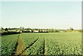 Field of crop and new housing at Rode, Wiltshire